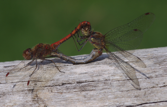 IMGP1361_DragonflyPair_y_sm.JPG