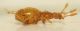 Bryaxis x1c  Pian Fugazze Vallarsa 18.X.2013  1,7mm.JPG