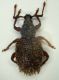 Curco1 Pian Fugazza Vallarsa 18.X.2013  3.1mm.JPG