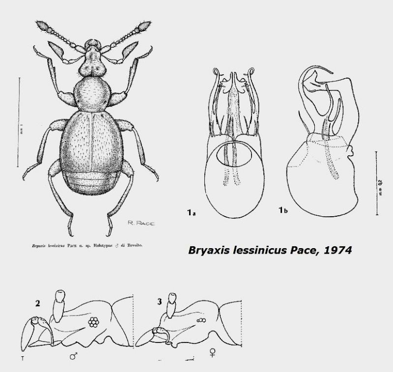 Bryaxis lessinicus Pace, 1974.jpg