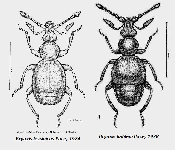 Bryaxis lessinicus Pace, 1974.jpg