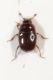 Histeridae 1 mm 1.JPG