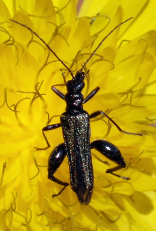 Oedemera sp. (29-5-10 El Frasno).jpg