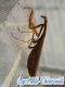 20131012_Pseudoyersinia andreae-06.jpg