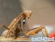 20131012_Pseudoyersinia andreae-04.jpg