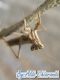 20131012_Geomantis larvoides-02.jpg
