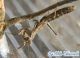 20131012_Geomantis larvoides-03.jpg