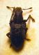 Curculio1.jpg