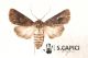 Agrotis-bigramma-♀-08292013-CDP.jpg