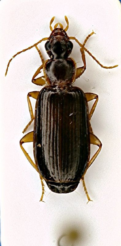 (Carabide) Dromius agilis (Fabr. 1787)1.JPG