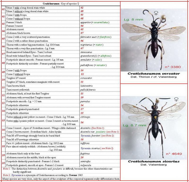 - - - OXYPYGI - ma clé - Gen. Cratichneumon - image - Forum + Flickr.jpg