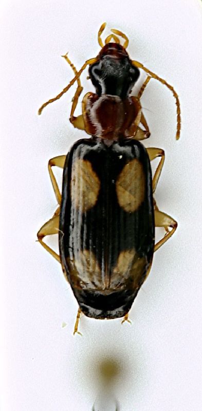 (Carabide) Dromius quadrimaculatus (Linné, 1758).JPG