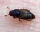 Carpophilus hemipterus (11-9-07 Zaragoza).jpg