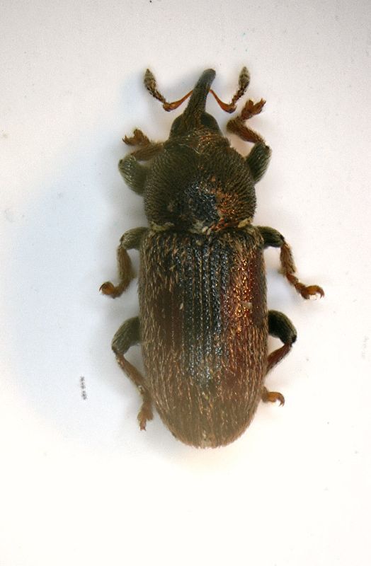 (Curculionide) Tychius cf.cuprifer1.JPG