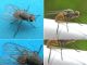 Anthomyiidae_dittero_minatore_Chenopodium_album (1).jpg