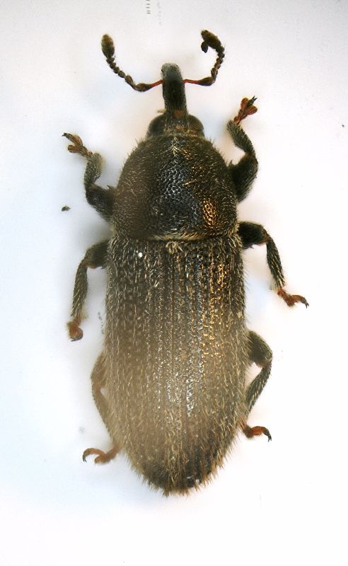 (Curculionide) Mecinus sp.JPG