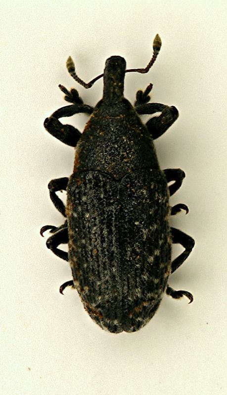 (Curculionide) Larinus sp.JPG