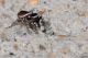 Montecristo Salticidae.JPG
