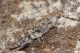 Montecristo Acrididae.JPG