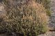 Montecristo Teucrium marum sfiorito.JPG
