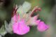 Montecristo Teucrium marum fiorito.JPG