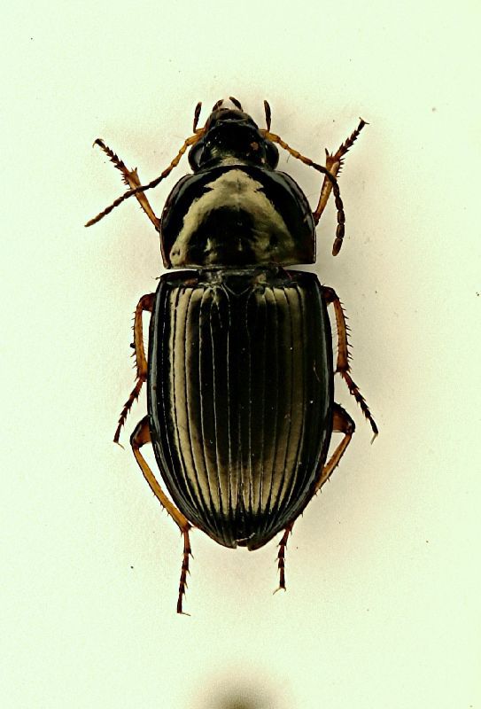 (Carabide) Amara sp..JPG