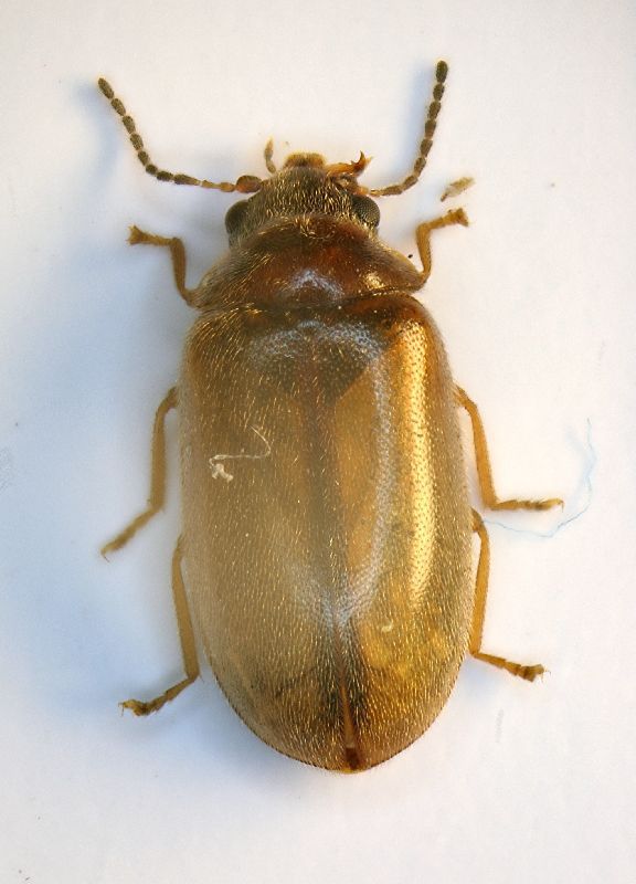 (Scirtidae) Microcara sp..JPG