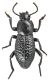 BDforaminosus.jpg