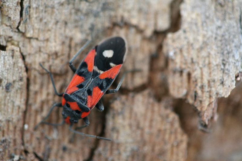 (Heterotteri) Lygaeidae sp.JPG