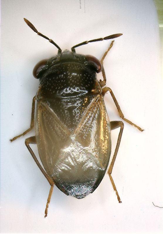 (Heterottero) Geocoris sp.JPG