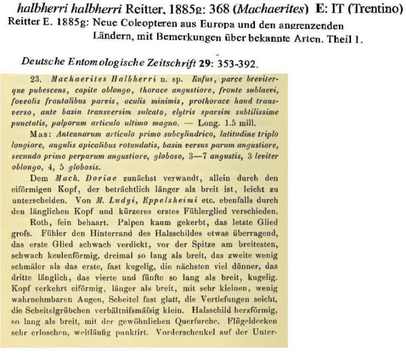 Bryaxis halbherri (Reitter, 1885)  - original popis.jpg
