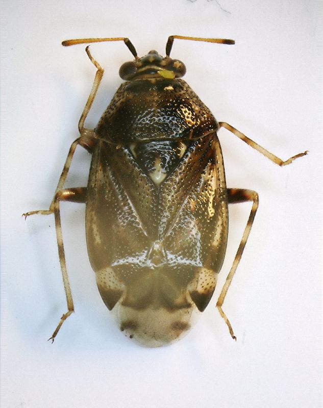 (Heterotteri)Deraeocoris sp.1.JPG