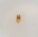 B. puncticollis 1b  Pian Fugazze Vallarsa 18.X.2013.JPG