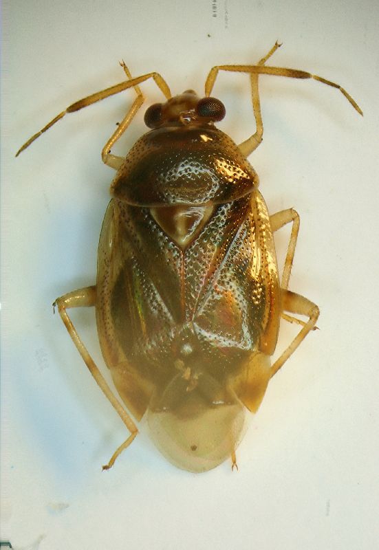 (Heterotteri)Deraeocoris sp.2.JPG