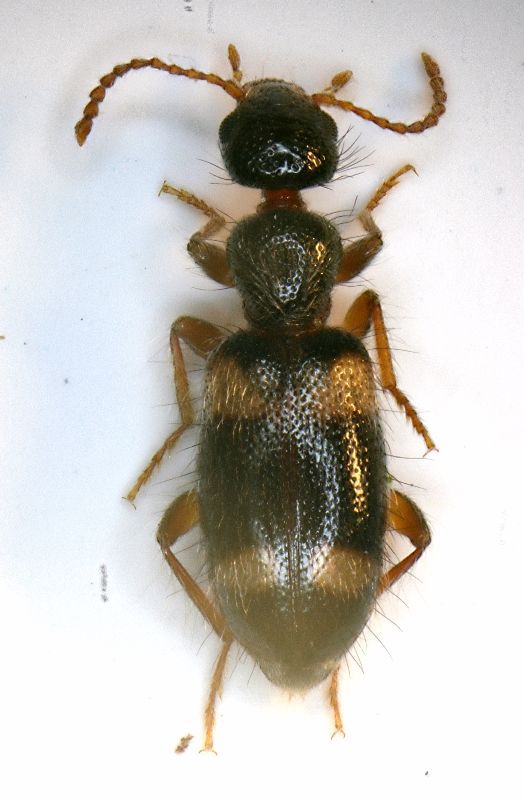 (Anthicide) Hirticomus quadriguttatus (Rossi, 1792).JPG