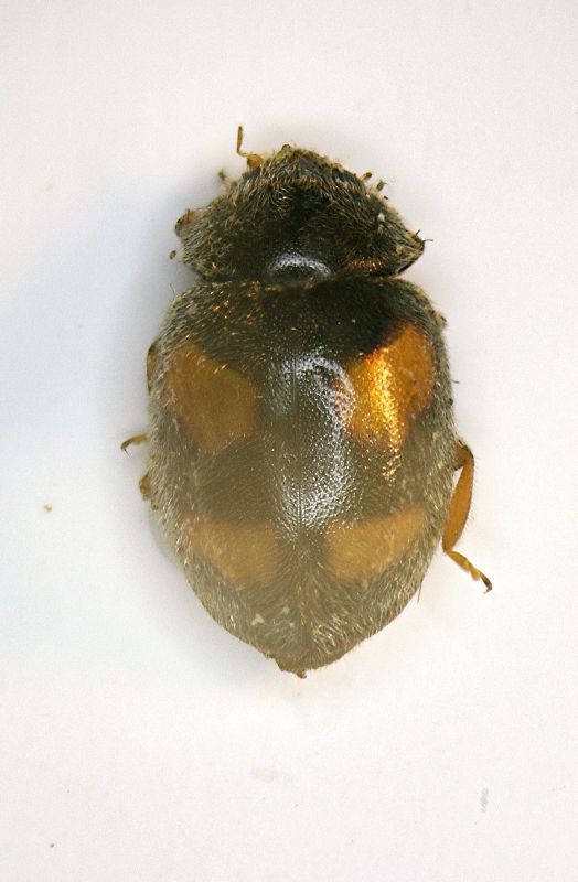 (Coccinellide) sp. 2.JPG