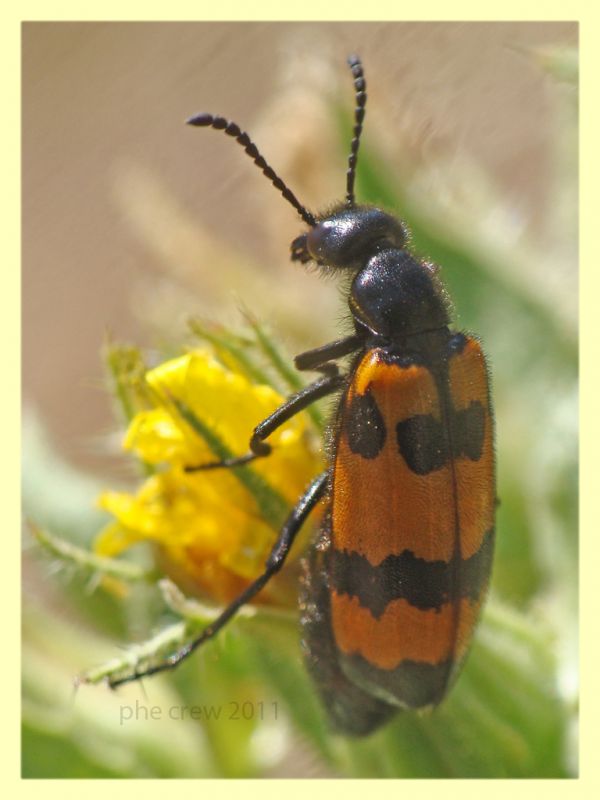 probabile Mylabris variabilis - Bultei - SS - San Saturnino - 17.8.2011.JPG