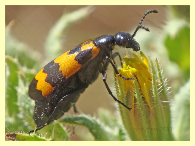 probabile Mylabris variabilis - Bultei - SS - San Saturnino - 17.8.2011 (1).JPG