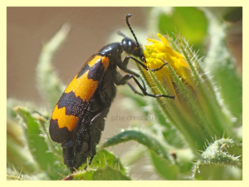 probabile Mylabris variabilis - Bultei - SS - San Saturnino - 17.8.2011 (2).JPG