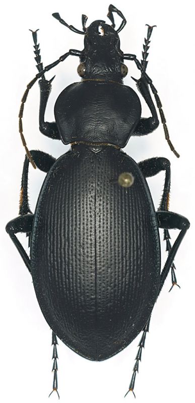 Carabus_(Procustes)_sp_Libano_Becharre_23-XI-2003.jpg