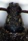 rostrorid.jpg