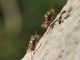 Campo_Felice_28-X-2013_OL_004.JPG