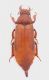 C. gigas.jpg