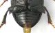 Leiodidae - femori.jpg