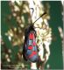 Zygaena oxytropis, ex larva Piano Occhio.jpg