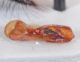 Staphylinidae Punta Secca edeago2.JPG
