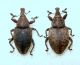 Lepyrus armatus.capucinus  Curculionidae .JPG