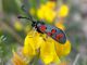 Zygaena oxytropis 02.jpg