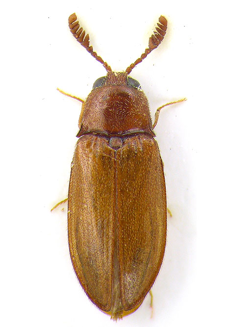 Coleoptera_Iran1.jpg