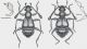 Centrophthalmus.jpg